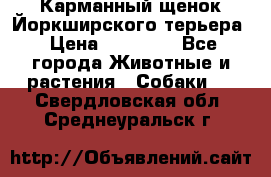 Карманный щенок Йоркширского терьера › Цена ­ 30 000 - Все города Животные и растения » Собаки   . Свердловская обл.,Среднеуральск г.